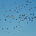 A Sky Full of Sandhill Cranes