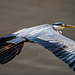 A grey heron in flight