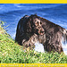 Mi perro Ra, con cresta sobre acantilado de Barinatxe