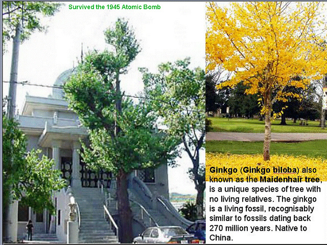 Hiroshima A-Bomb: Ginkgo Trees That Survived the Blast Still Grow