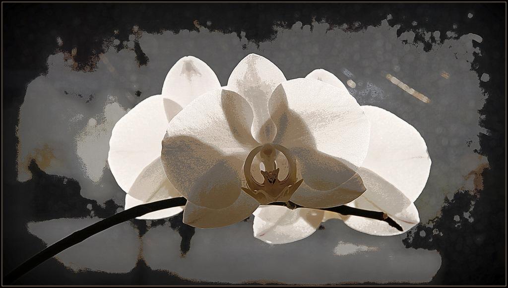 Portrait de fleurs (visions graphiques) 40810578.3eb8d855.1024