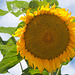 Sunflower-Gravelbourg
