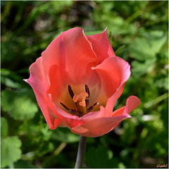 Rose ... la tulipe !!!