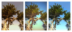 Windblown cypress