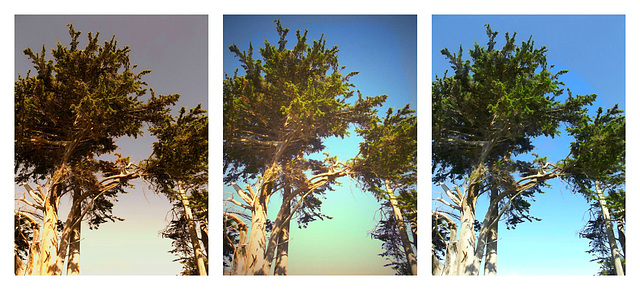 Windblown cypress