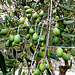 Die Olivenernte wird gut. ©UdoSm