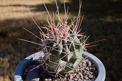 Emory's barrel cactus (Ferocactus emoryi var. rectispinus)