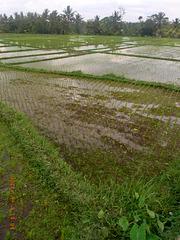 Arbeit im Reisfeld