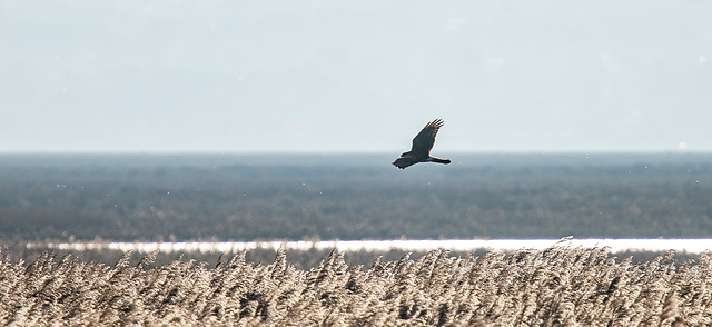 A harrier hunting over Neston reedbed