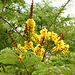 11/366 Yellow Flame Tree