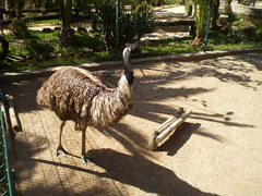 Emus (Dromaius novaehollandie).