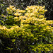 20200813 9610CPw [D~LIP] Gold-Ahorn (Acer shiras 'Aureum'), Bad Salzuflen