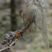 Queen Elizabeth Forest Park tree  lichen