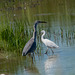 A heron and little egret