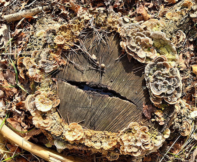 Pilzkultur auf Baumstumpf 1