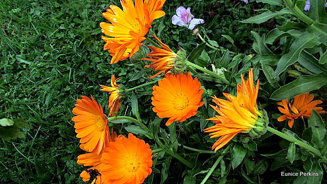 Orange Marigolds.