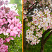 087 Die Blüten der Prunus- Arten gehören zum Frühling