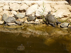 Turtles' pond.