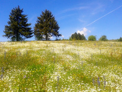 Flower meadows