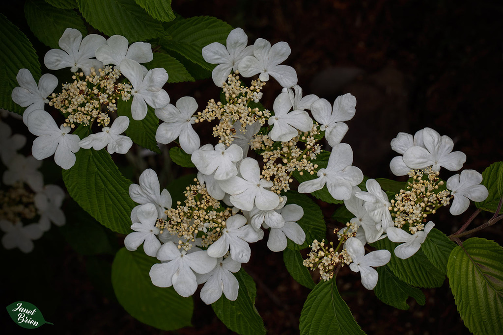 343/366: Viburnum--Lovely White Blossoms with Inner Florets