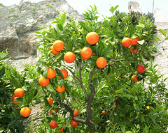 Orangen in Limone