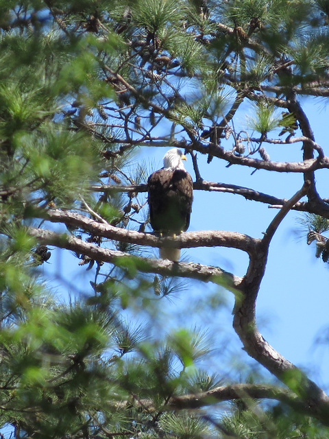 Adult bald eagle perched near the nest