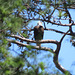 Adult bald eagle perched near the nest