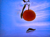 1 (54)..orange falling in blue water