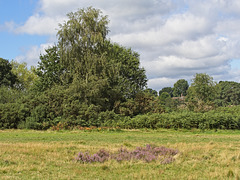 Petersfield Heath, Hampshire