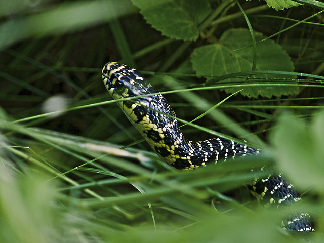 Harmless snake - Burcina Park, Biella