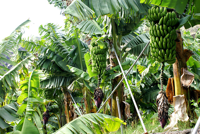 Bananen an der Pflanze in einem frühen Fruchtstadium.  ©UdoSm