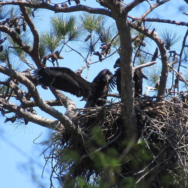 Young bald eagles exercising their wings - 2