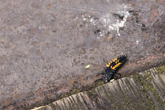 Ladybird Larvae