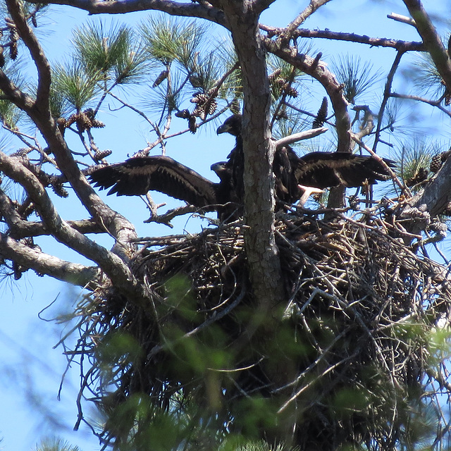 Young bald eagles exercising their wings - 1