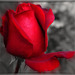 a red, red rose