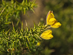 Early Flowering Gorse