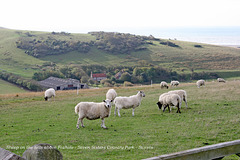 Sheep at Foxhole Seven Sisters Country Park 22 10 2009