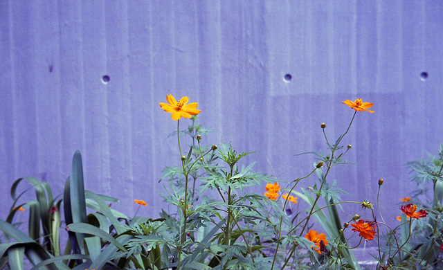 Flowers by the concrete wall