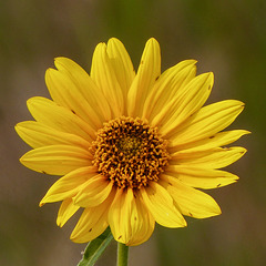 Maximilan's sunflower