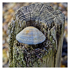 Sea Shell on Wooden Post