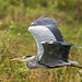 A heron at Burton Wetlands2jpg