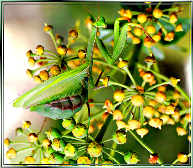 Mantis religiosa. ©UdoSm