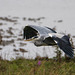 A heron at Burton Wetlands4