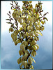 Palmlilie. (Yucca gloriosa) ©UdoSm