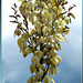 Palmlilie. (Yucca gloriosa) ©UdoSm