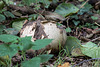 20151010 9270VRTw [D~H] Riesenbovist (Langermannia gigantea) [Gemeiner Riesenbovist], Wisentgehege, Springe-Deister