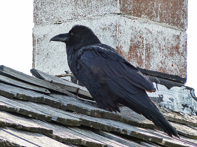 Common Raven keeping watch