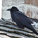 Common Raven keeping watch
