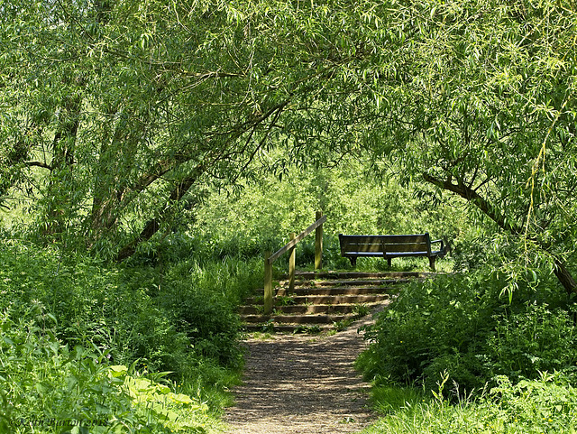 A Bench Under the Tree Canopy