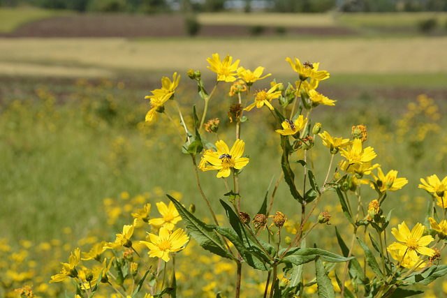 Yellow Flowers of Ethiopian Meadows